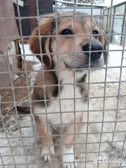 Щенок в добрые руки бесплатно