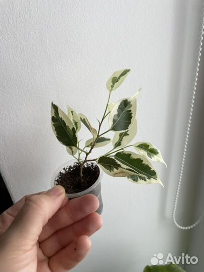 Фикус бенджамина