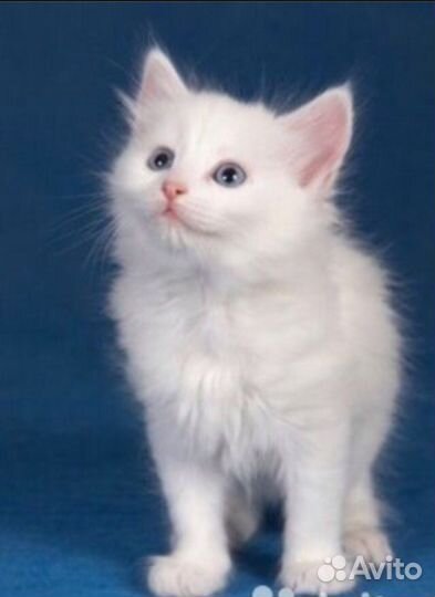 Котята белые