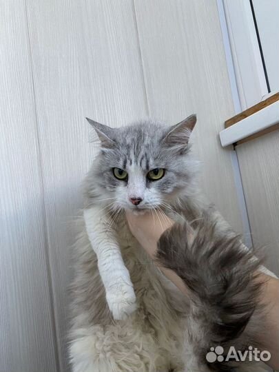 Котики в добрые руки