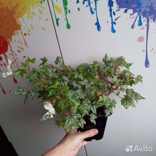 Редкие растения и не только