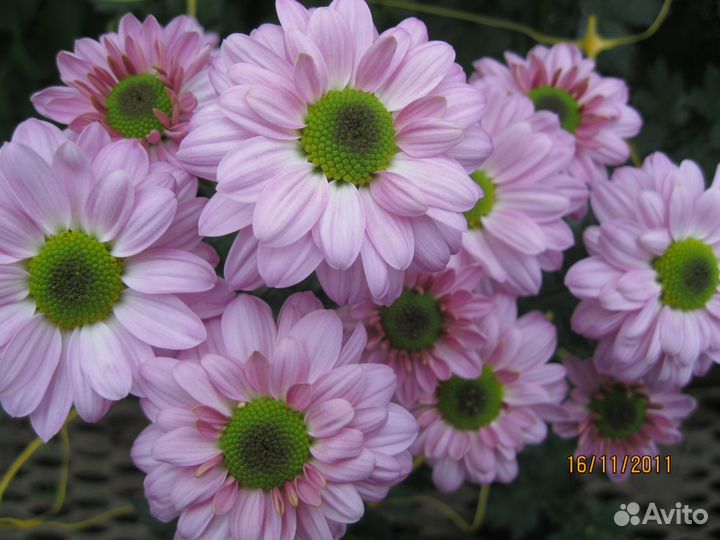 Хризантема