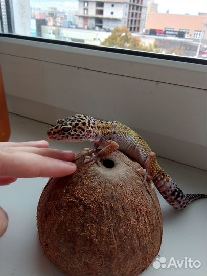 Геккон эублефар самка