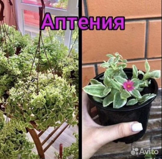 Растения садовые