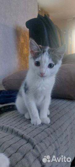 Котенок