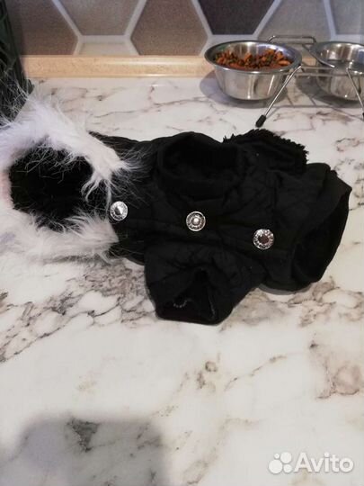 Одежда для животных