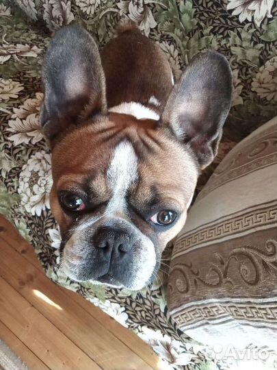 Французский бульдог кобель вязка