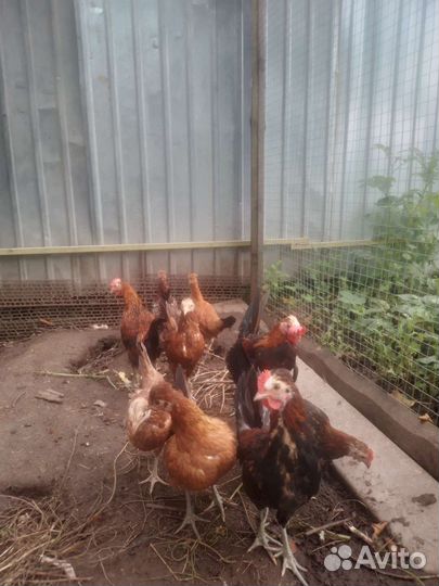 Бентамки и деревенские молодки, петухи