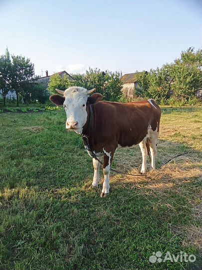 Телка 1 год 3 мес