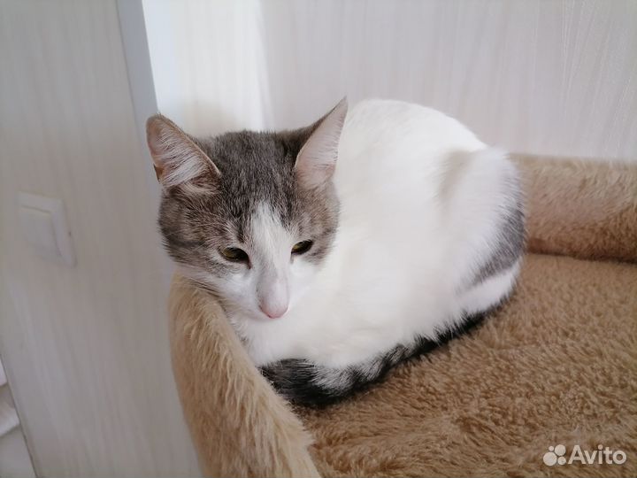 Кошка в дар