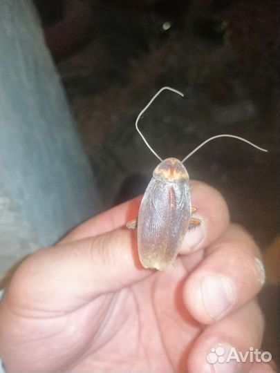 Уничтожение. Обработка.тараканов. клопов.ос.крыс