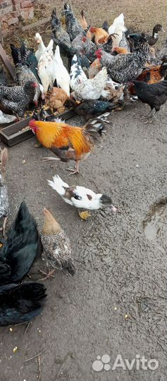 Молодые петухи