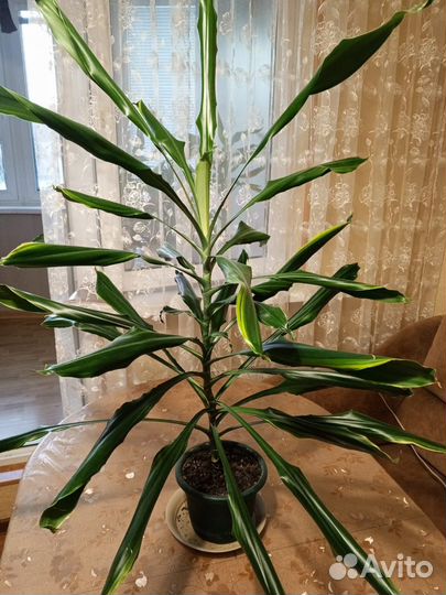 Драцена отростки