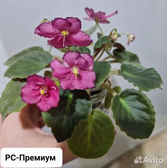 Детки сортовых фиалок (мини, трейлеры)