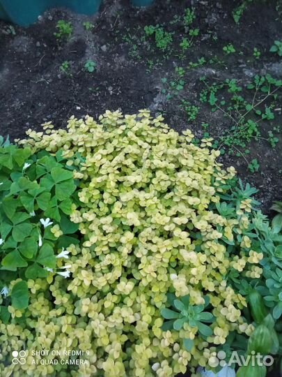 Коллизии обычная, голд, Солейролия, традесканции