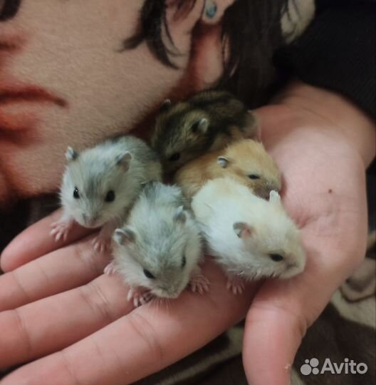 Джунгарский хомяк, детки