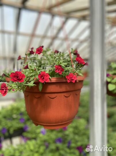 Однолетние цветы, калибрахоа, овощные культуры