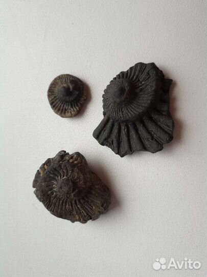 Окаменелости аммониты набор