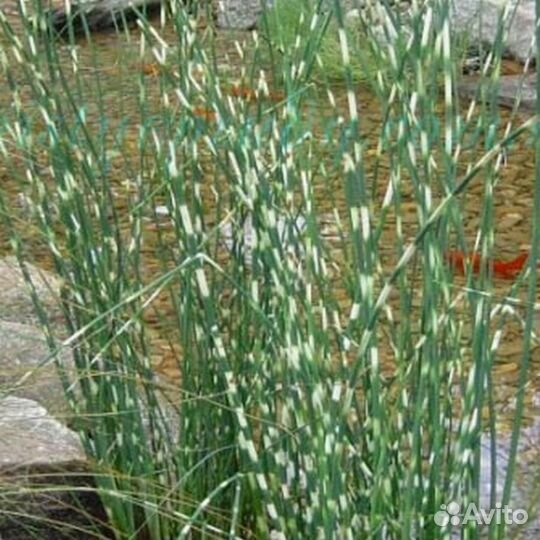 Клен,карликовый вяз,ирисы,родиола линейнолистная