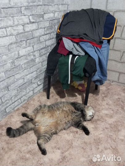 Отдам кота в добрые руки