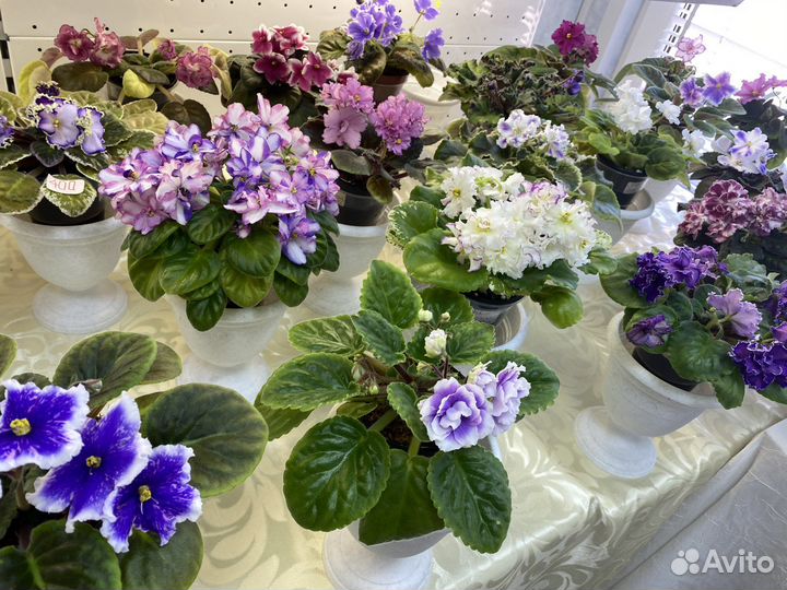 «фиалка на волге» широкий выбор фиалок
