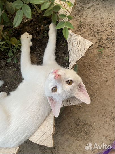 Котята ищут дом