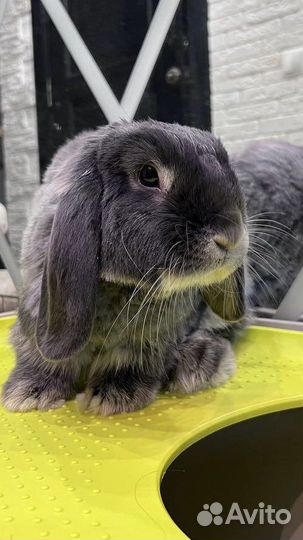 Декоративные кролики. Ищу заботливые руки