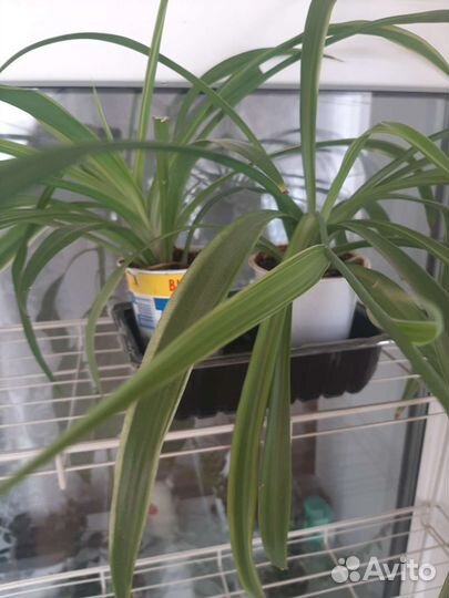 Хлорофитум