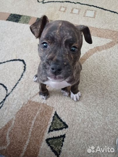 Стаффордширский терьер щенок