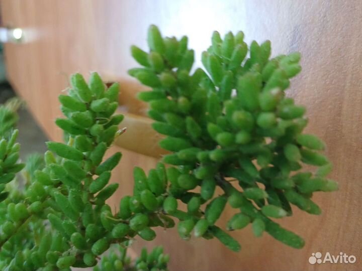 Рипсалис/кактус