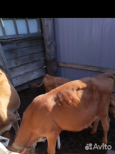 Тёлочки Джерси 1год 75%