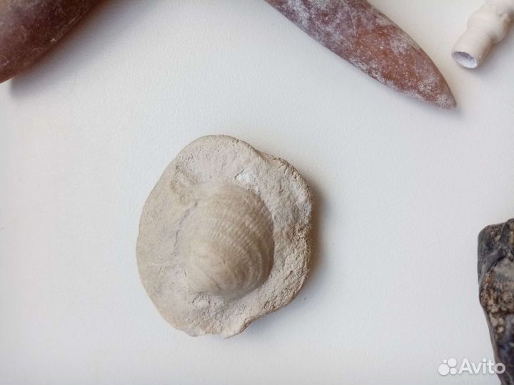 Окаменелости