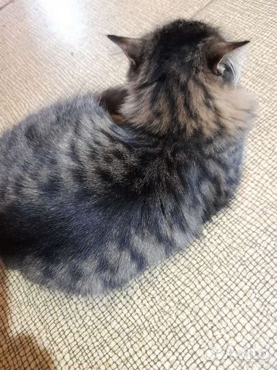 Кошечка Дуся