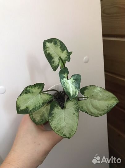 Сингониумы сортовые