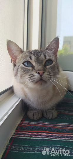 Тайская кошка в дар