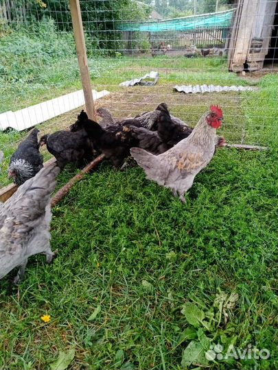 Петухи породы Маран в Пижанке