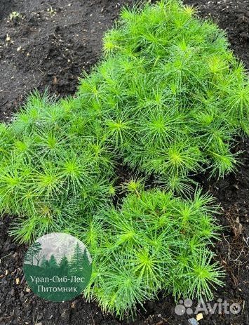 Зкс и окс Сосна Ель Лиственница сеянцы Голуб горн
