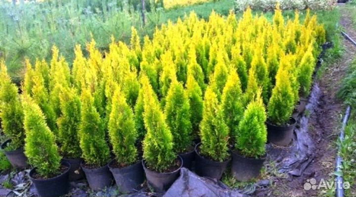 Туя Смарагд в наличии в Спб