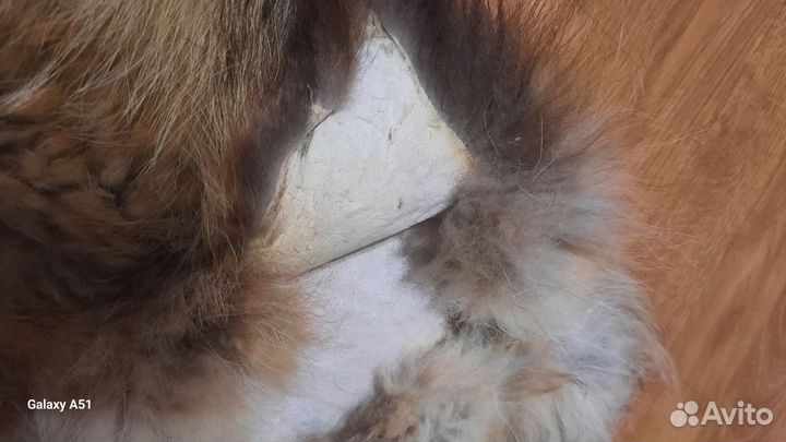 Шкурка енота