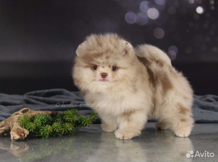 Редкие окрасы медвежата шпицы померанские