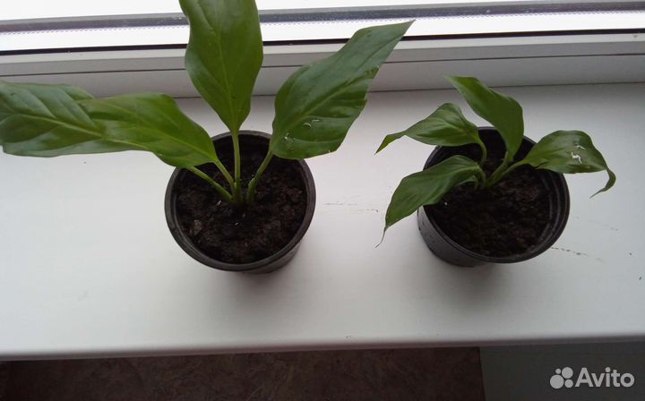 Спатифиллум