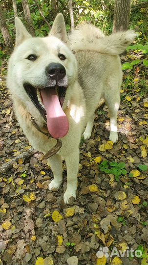 Акита для вязки