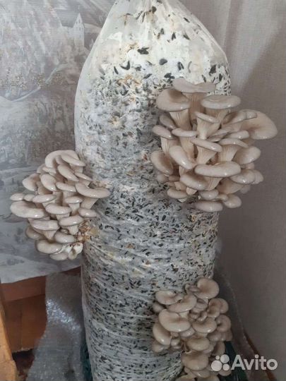 Готовые блоки Вешенки