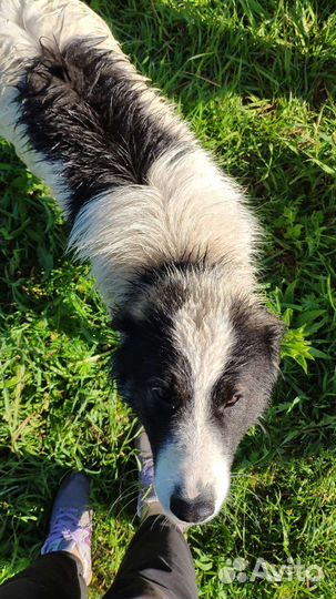 Собака в добрые руки отдам бесплатно
