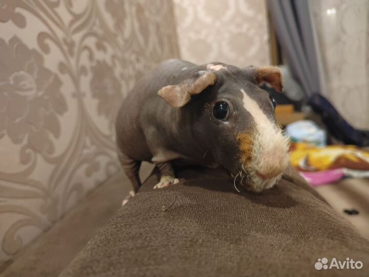 Морская свинка скинни с клеткой