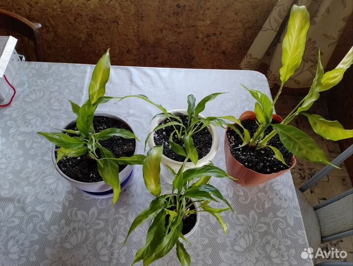 Спатифиллум (женское счастье)