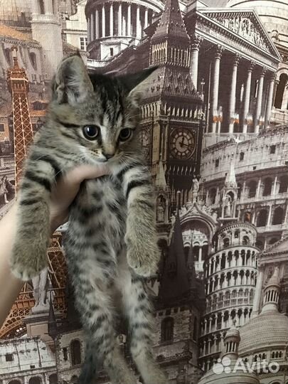 Котята отдам бесплатно