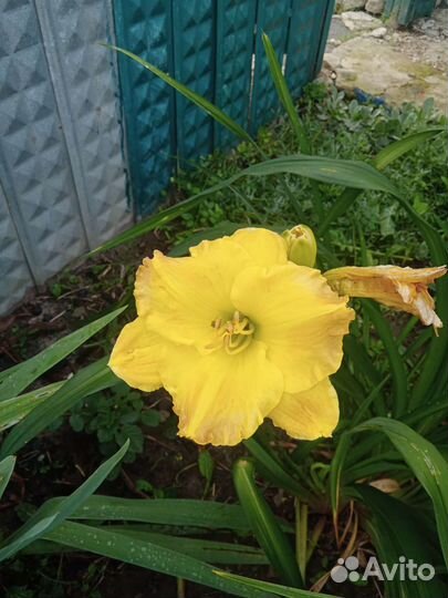 Обменяю цветы на ведро огурцов