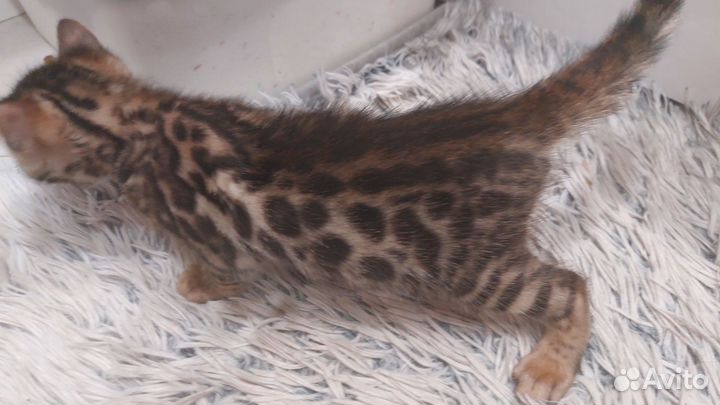 Бенгальские котята