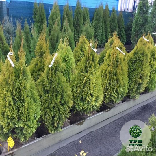 Туя брабант с доставкой на участок